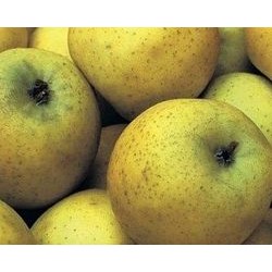 Pommes chantecler 1kg